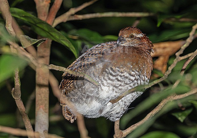 Tawny-faced Quail (Rhynchortyx cinctus) in Panama. Roosting at night. stock-image by Agami/Pete Morris,