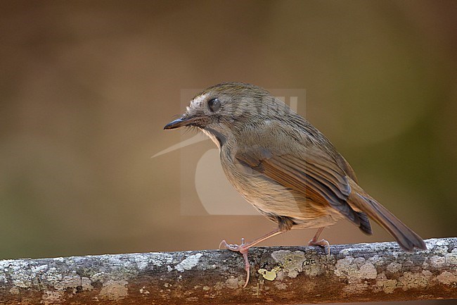 White-gorgeted Flycatcher (Anthipes monileger) at Doi Lang, Thailand stock-image by Agami/Helge Sorensen,