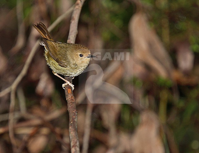 Large-billed Scrubwren (Sericornis magnirostra) in Australia. stock-image by Agami/Andy & Gill Swash ,