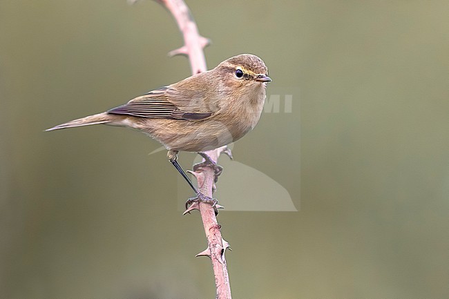Siberian Chiffchaff (Phylloscopus (collybita) tristis) in Italy. stock-image by Agami/Daniele Occhiato,