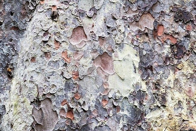 Closeup of an old Kauri (Agathis australis) in Waipoua Forest on North Island, New Zealand. Detail image of the bark. stock-image by Agami/Marc Guyt,