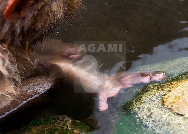 Japanse Makaak in warmwaterbron; Japanese Macaque in hotspring stock-image by Agami/Marc Guyt,