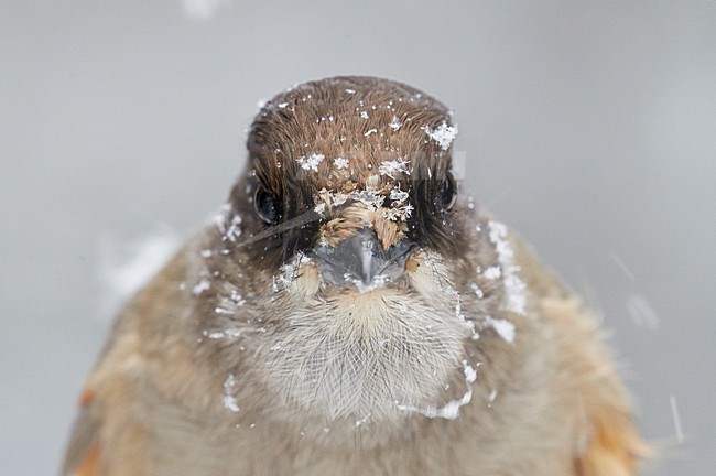 Taigagaai in de sneeuw, Siberian Jay in the snow stock-image by Agami/Markus Varesvuo,