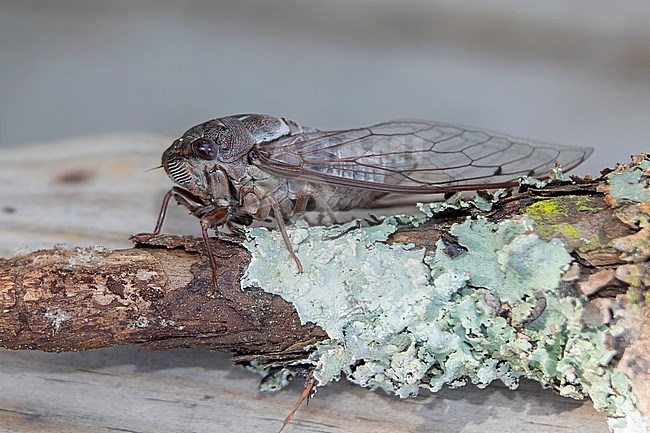 An unidentified species of Cicada at Adel, Georgia, United States.  It looks very much like the Common Cicada found in Europe. stock-image by Agami/Tom Friedel,