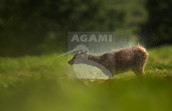 Vrouwtje Edelhert water afschuddend, Red Deer female shaking off water stock-image by Agami/Danny Green,