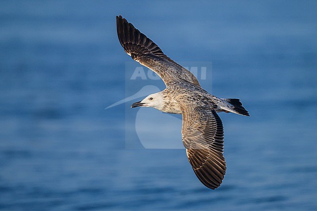 Lesser black-backed gull (Steppe), Larus fuscus barabensis, in flight. stock-image by Agami/Sylvain Reyt,