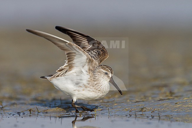 Broad-billed Sandpiper - SumpflÃ¤ufer - Limicola falcinellus, Oman, 2nd cy stock-image by Agami/Ralph Martin,