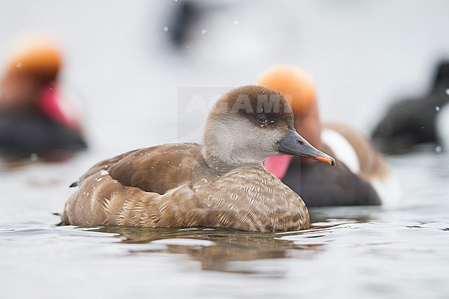 Red-crested Pochard - Kolbenente - Netta rufina, Germany, adult female stock-image by Agami/Ralph Martin,