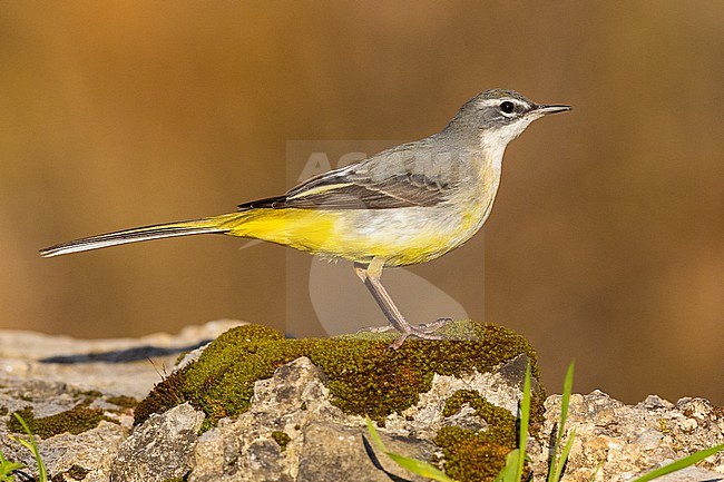 Grey Wagtail (Motacilla cinerea),  side view of an adult in winter plumage, Campania, Italy stock-image by Agami/Saverio Gatto,