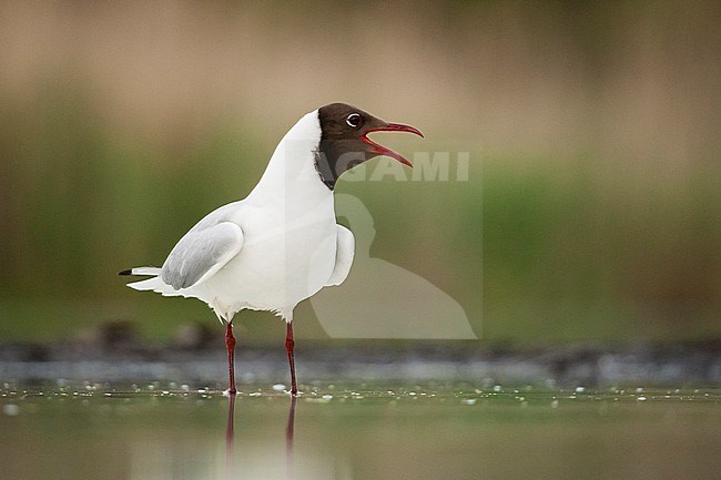 Kokmeeuw roepend in water; Common Black-headed Gull calling in water stock-image by Agami/Marc Guyt,