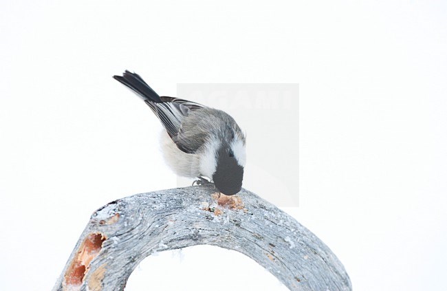 Matkop, Willow Tit, Poecile montanus borealis stock-image by Agami/Marc Guyt,