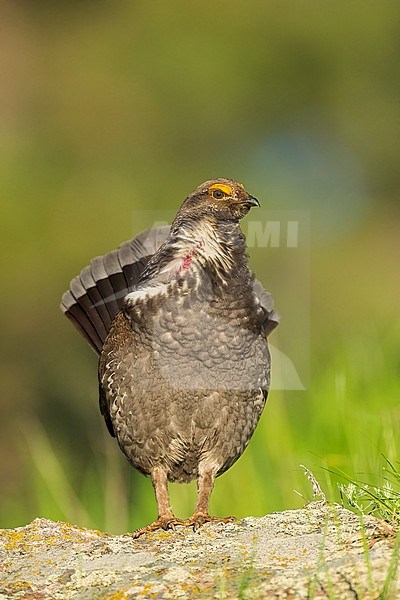 Adult male
Boulder Co., CO
June 2023 stock-image by Agami/Brian E Small,