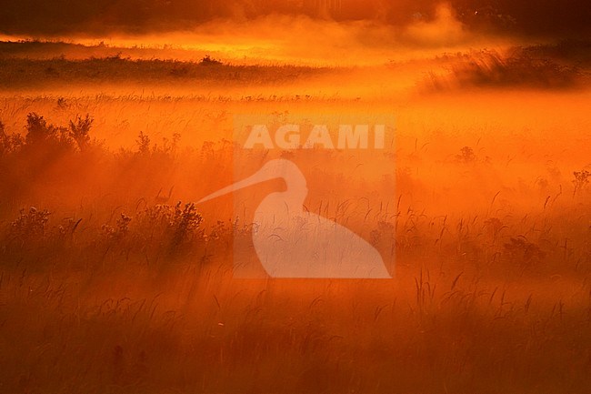 Gouden licht tijdens vroege ochtend in Lentevreugd; Golden light at early morning in Lentevreugd stock-image by Agami/Menno van Duijn,