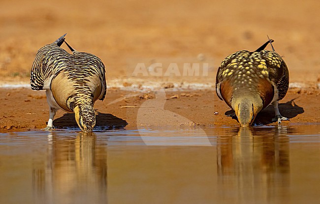  stock-image by Agami/Eduard Sangster,