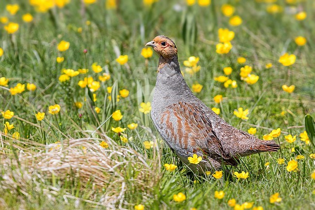 Grey Partridge (Perdix perdix), side view of an adult male standing in the grass, Abruzzo, Italy stock-image by Agami/Saverio Gatto,