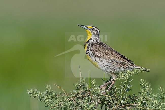 Adult breeding
Weld Co., CO
June 2023 stock-image by Agami/Brian E Small,