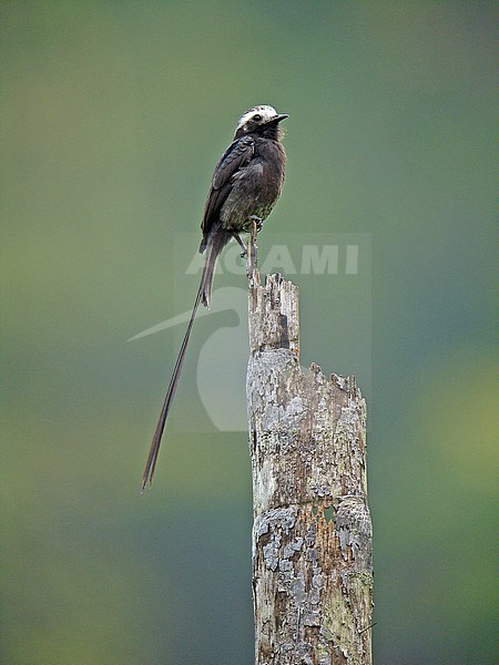  stock-image by Agami/Pete Morris,