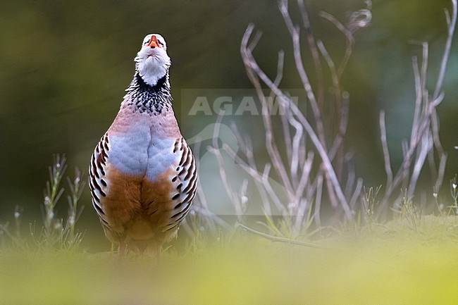 Calling male Red-legged Partridge (Alectoris rufa) in Italy. stock-image by Agami/Daniele Occhiato,
