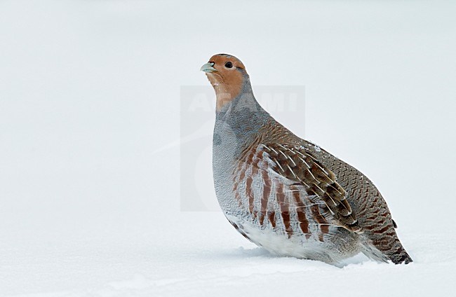 Patrijs in de sneeuw, Grey Partridge in the snow stock-image by Agami/Markus Varesvuo,