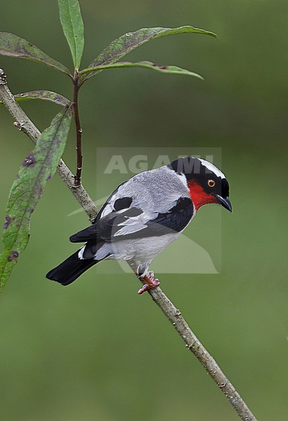 Cherry-throated Tanager, Nemosia rourei, perched on a branch in Atlantic Forest , Brazil - a Critically Endangered species and one of the rarest birds in the world stock-image by Agami/Andy & Gill Swash ,
