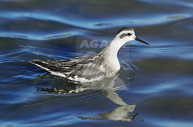 First-winter Red-necked Phalarope (Phalaropus lobatus) swimming on a lake at Hyères in France. stock-image by Agami/Aurélien Audevard,