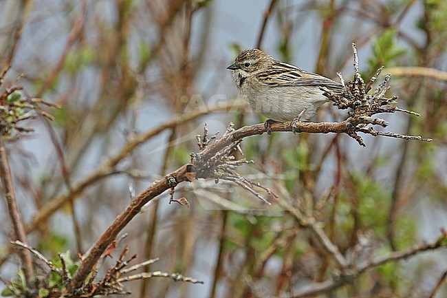 Pallas's Bunting (Schoeniclus pallasi) female perched in a tree stock-image by Agami/James Eaton,