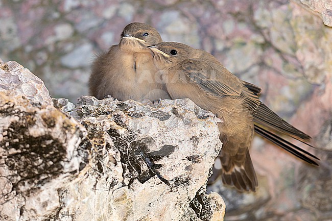 Crag Martin (Ptyonoprogne rupestris), juveniles perched on a rock, Campania, Italy stock-image by Agami/Saverio Gatto,