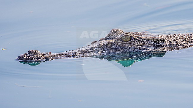 A juvenile 2m Saltwater Crocodile (Crocodylus porosus) resting at the surface in the harbour of Dili, Timor-Leste. stock-image by Agami/Lennart Verheuvel,