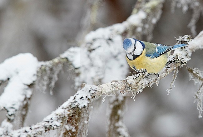 Blue Tit (Cyanistes caeruleus) during winter in Finland. Perched on a snow covered branch. Looking curious towards the photographer. stock-image by Agami/Markus Varesvuo,