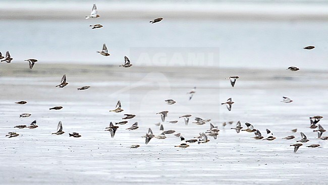 Wintering Snow Bunting (Plectrophenax nivalis nivalis) on a beach on a Wadden Island in northern Germany. stock-image by Agami/Ralph Martin,