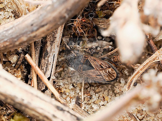Trapezonotus arenarius, member of the ground bugs stock-image by Agami/Arnold Meijer,