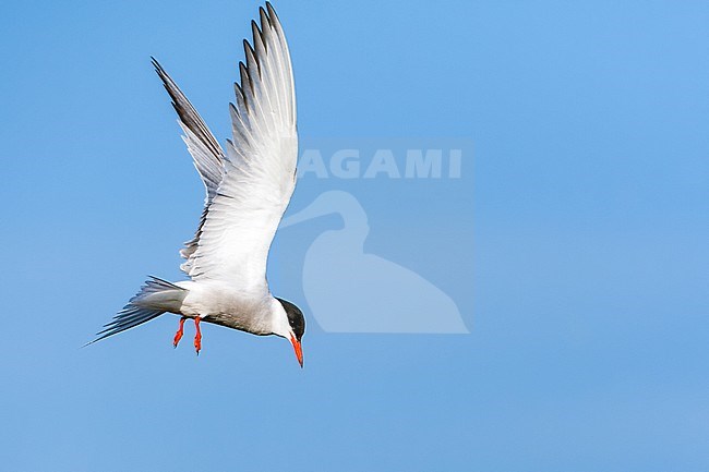 Adult Common Tern (Sterna hirundo) hovering over a lake near Skala Kalloni on the Mediterranean island of Lesvos, Greece. Looking for prey to catch. stock-image by Agami/Marc Guyt,