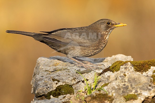 Common Blackbird (Turdus merula), side view of an adult female standing on a rock, Campania, Italy stock-image by Agami/Saverio Gatto,