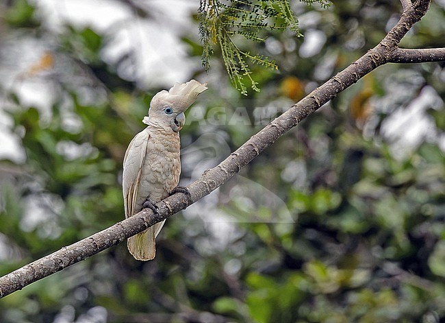 Solomons Cockatoo, Cacatua ducorpsii, in the Solomon Islands. Also known as the Ducorps's cockatoo, Solomons corella or broad-crested corella. stock-image by Agami/Pete Morris,