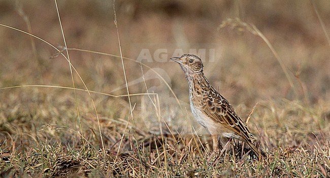 Critically Endangered Archer's Lark (Heteromirafra archeri), also known as Liben Lark, standing on the ground in its remaining habitat in Ethiopia, the Liben Plain. stock-image by Agami/Ian Davies,