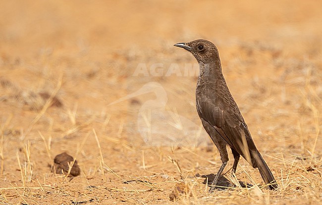 Anteater Chat  (Myrmecocichla aethiops) in the Sahel Zone of Senegal stock-image by Agami/Eduard Sangster,