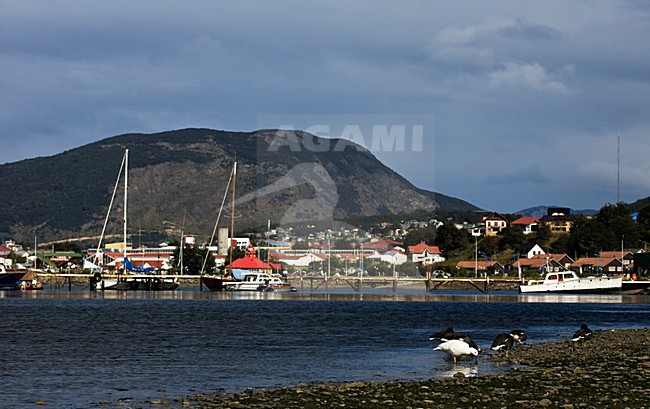 Kelp Goose, Kelpgans, Chloephaga hybrida stock-image by Agami/Marc Guyt,