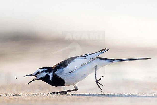 Male Black-backed Wagtail hunting a fly on the ground in Japan. stock-image by Agami/Rafael Armada,