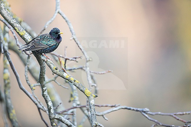 Common Starling - Star - Sturnus vulgaris vulgaris, Germany, adult, male stock-image by Agami/Ralph Martin,