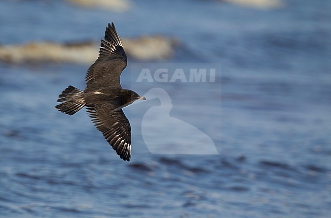 Pomarine Skua, Stercorarius pomarinus, juvenile at Halland, Sweden stock-image by Agami/Helge Sorensen,