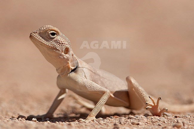 A female Agama spec in the desert of Oman. stock-image by Agami/Jacob Garvelink,