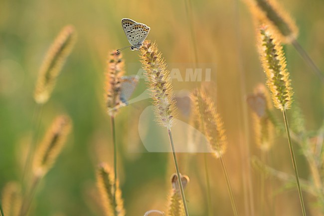 Bruine vuurvlinder, Sooty Copper stock-image by Agami/Rob de Jong,