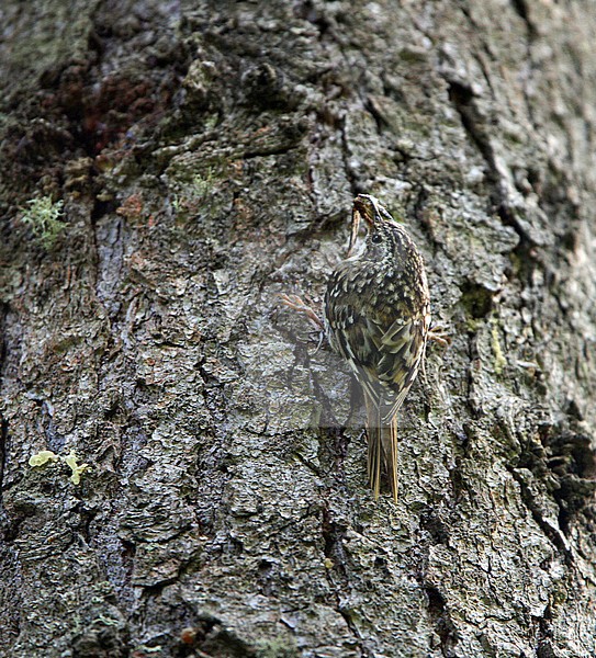 The Sichuan Treecreeper (Certhia tianquanensis) is a rare species of bird in the treecreeper family, Certhiidae.
It was described as new to science (initially as a subspecies) in 1995 from 14 specimens taken at four sites in the mountains of western Sichuan, China. In 2002, it was realized that these birds constituted a distinct species; Sichuan Treecreeper. stock-image by Agami/James Eaton,