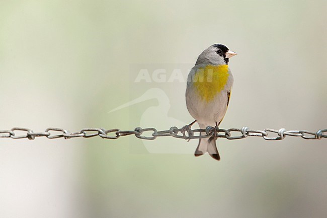 Mannetje Maskergeelvink; Male Lawrence\'s Goldfinch stock-image by Agami/Martijn Verdoes,
