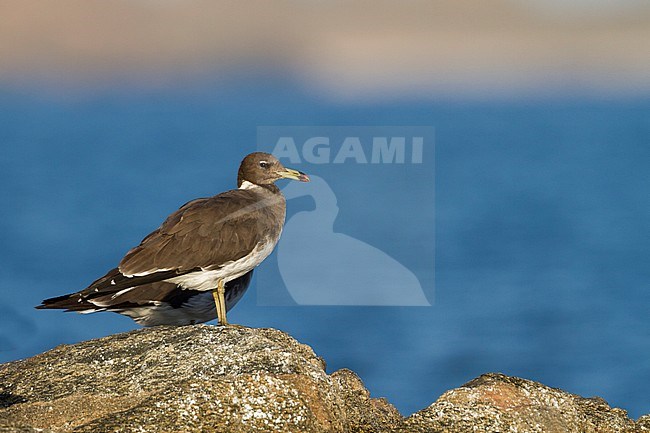 Sooty Gull - Hemprichmöwe - Larus hemprichii, Oman, adult, winter stock-image by Agami/Ralph Martin,