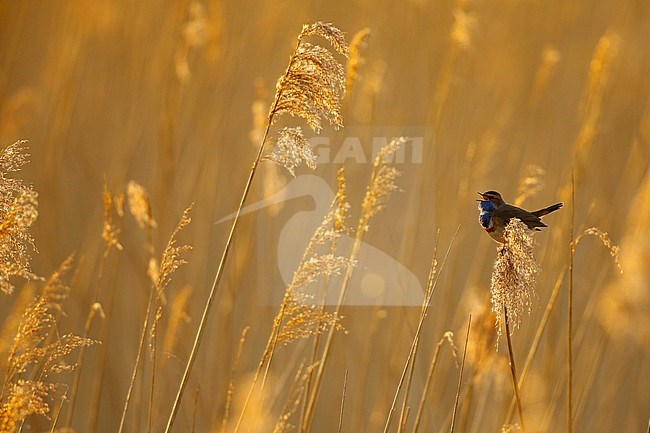 Blauwborst; Bluethroat; stock-image by Agami/Chris van Rijswijk,