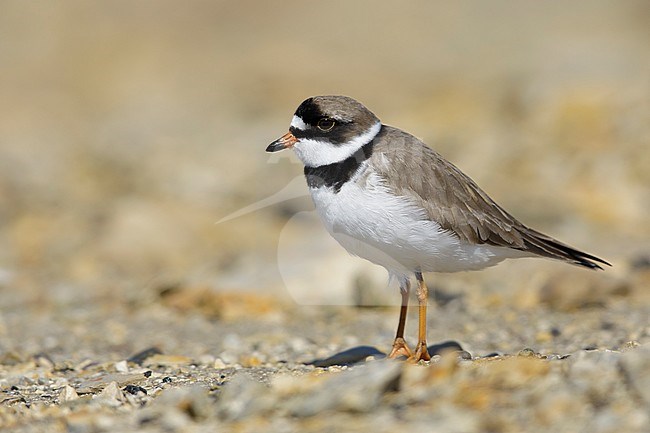 Adult Semipalmated Plover, Charadrius semipalmatus) in breeding plumage at Churchill, Manitoba, USA in June 2017. Showing webbing on feet. stock-image by Agami/Brian E Small,