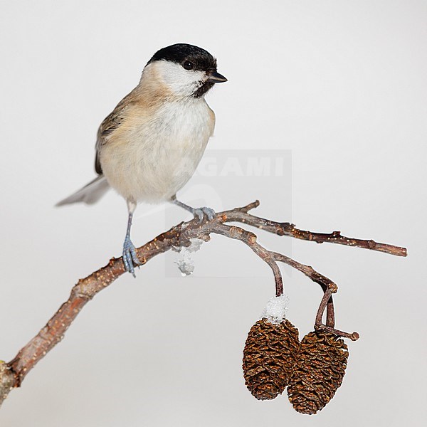 Marsh Tit (Poecile palustris italicus), front view of an adult perched on a branch, Campania, Italy stock-image by Agami/Saverio Gatto,