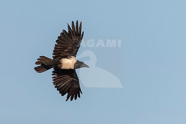 Pied Crow, Corvus albus, in flight in South Africa. stock-image by Agami/Marc Guyt,