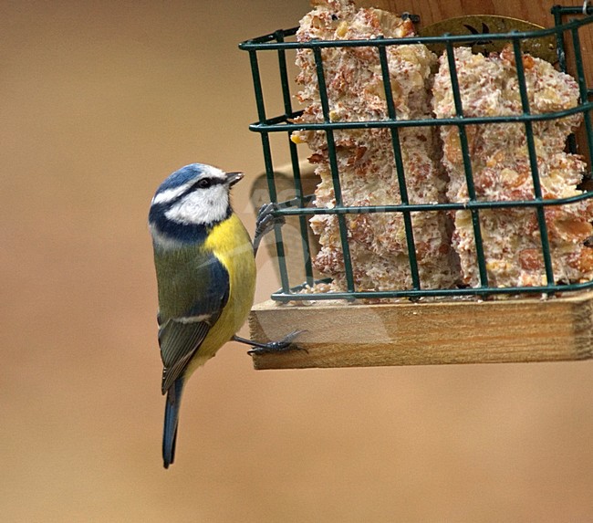 Blue Tit foraging on Vivara feeder in garden; Pimpelmees foeragerend op Vivara voedselsilo in tuin stock-image by Agami/Marc Guyt,